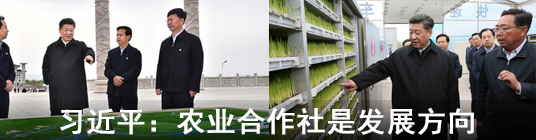 習近平：農業合作社是發展方向
